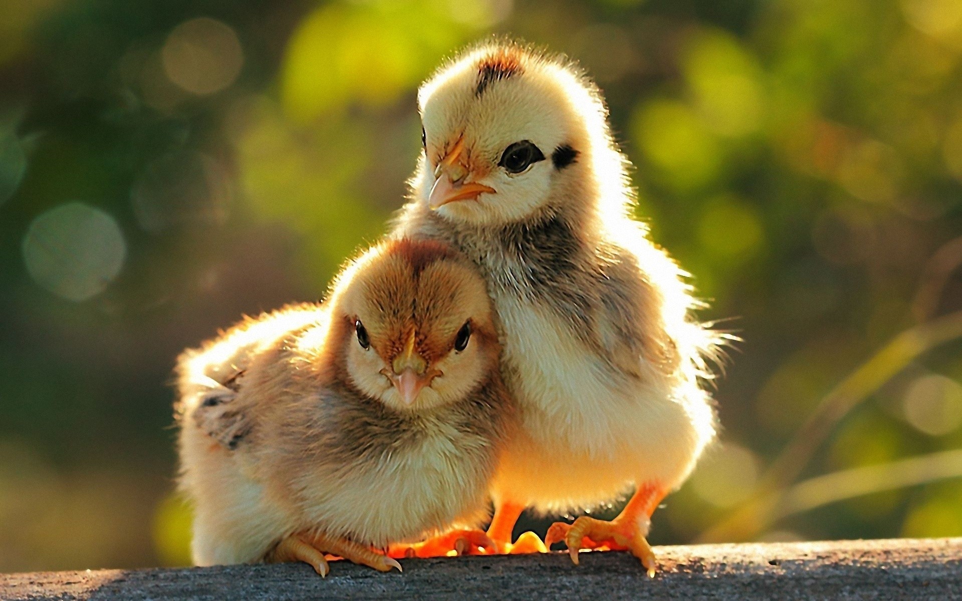 pulcini uccello signore animale piccolo fauna selvatica carino natura pasqua giù piuma uccelli bambino becco amore divertente umore sfondo