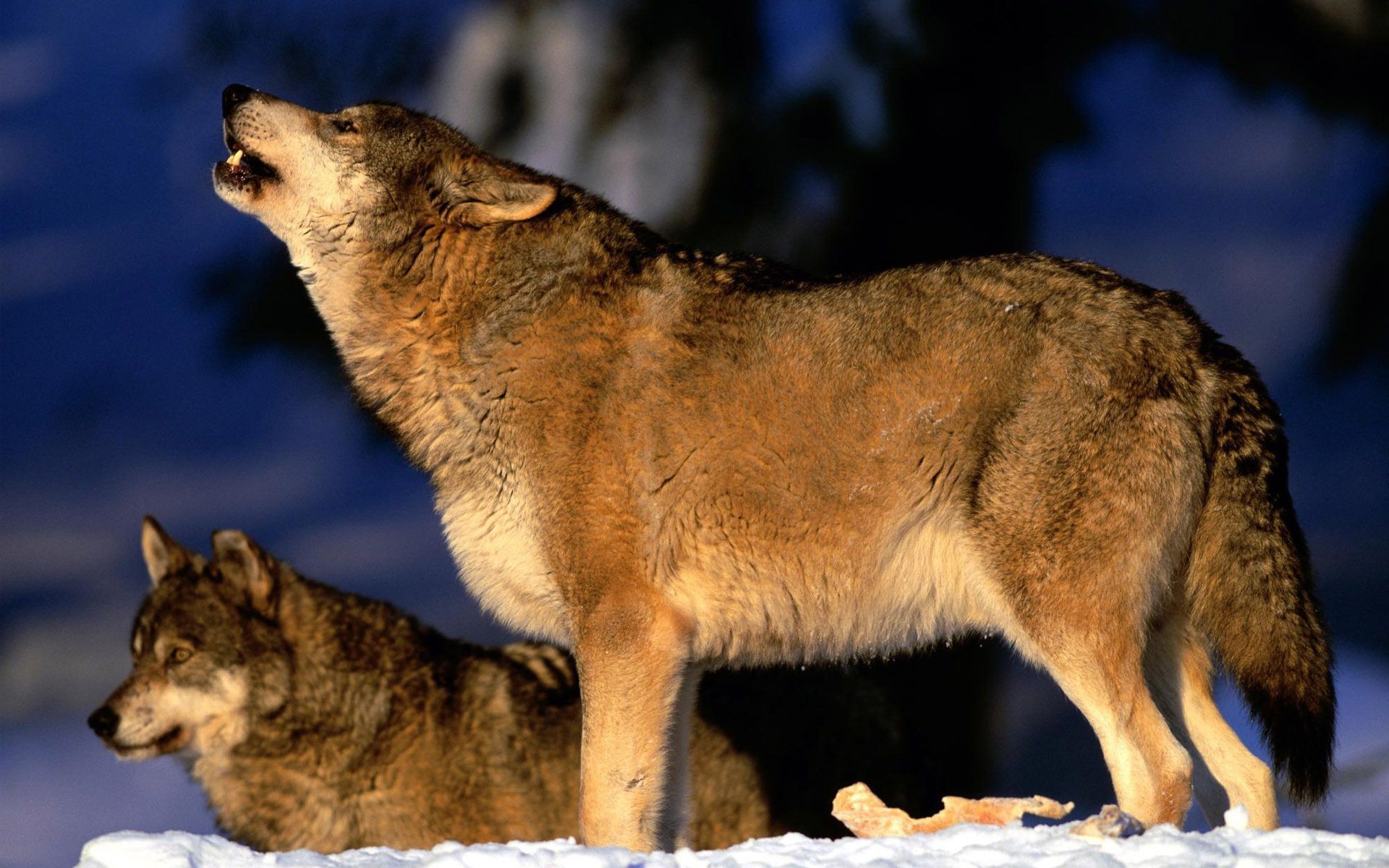 animals mammal wildlife wolf snow predator nature winter canine wild animal outdoors carnivore wood portrait coyote looking