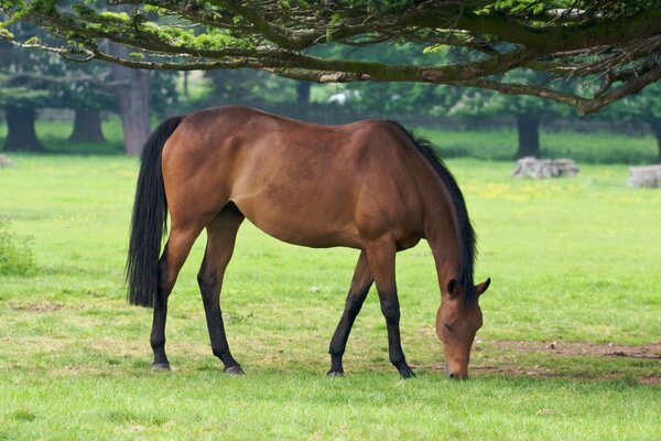 Das braune Pferd hat Gras auf dem Rasen