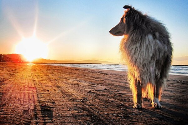 A dog at sunset in a field in nature