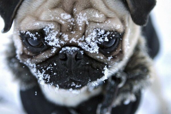Hocico cara linda invierno perro Pug nieve ojos