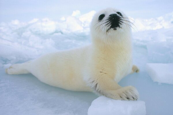 La foca blanca yace en el hielo