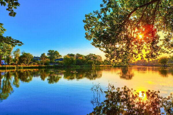 The water was so clear that the tree was completely reflected in it