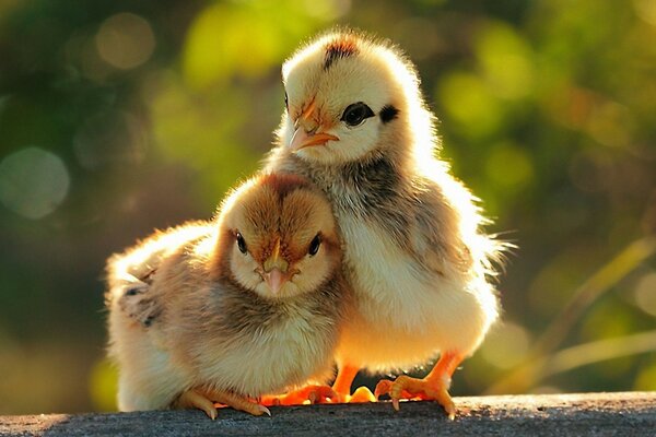 Little birds bask in the sun