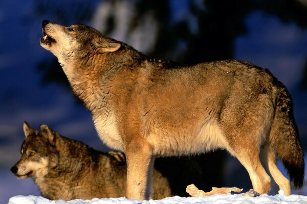 Deux loups en hiver. Un hurle