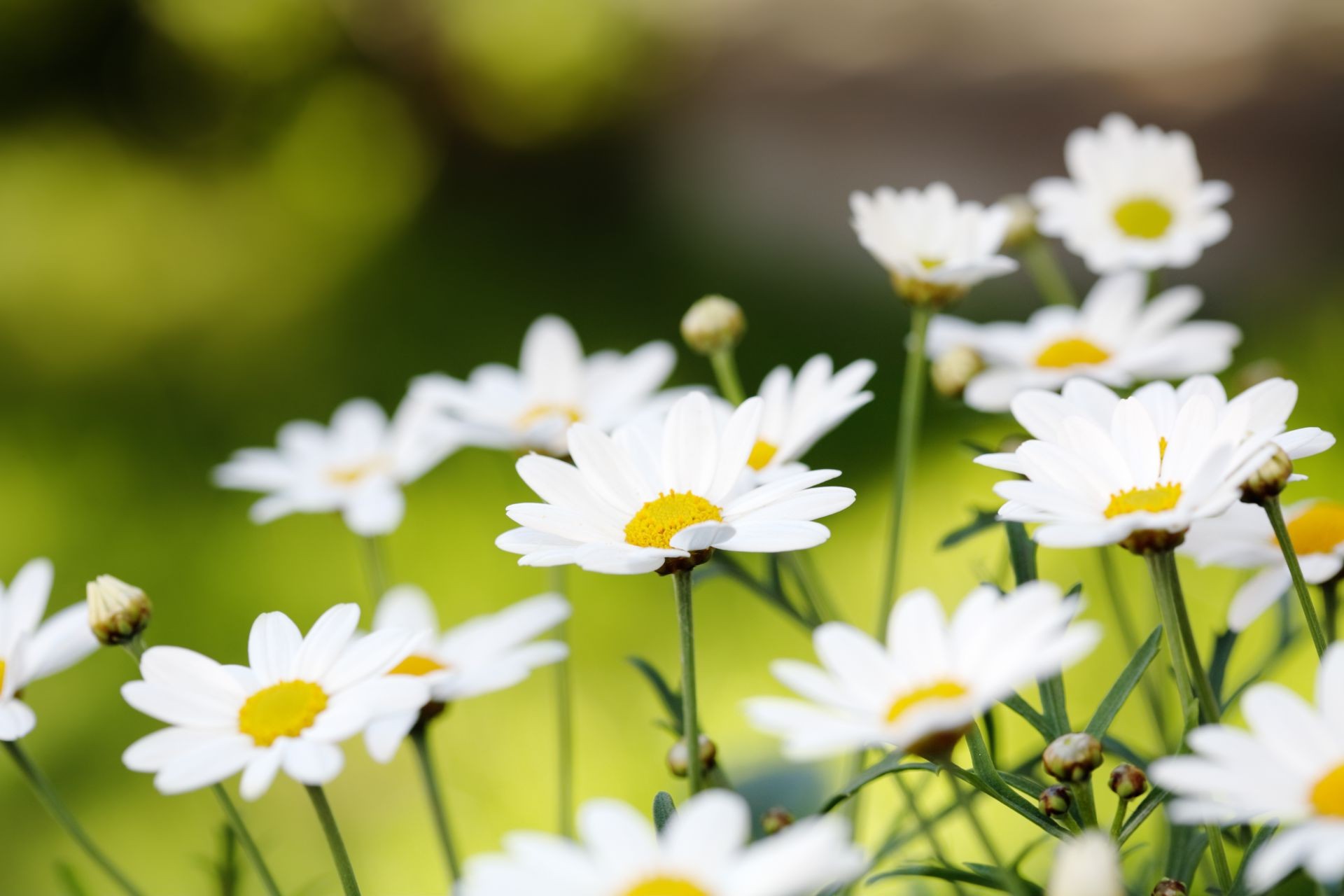 marguerites nature été fleur flore feuille beau temps croissance jardin soleil lumineux à l extérieur herbe champ pétale bluming foin