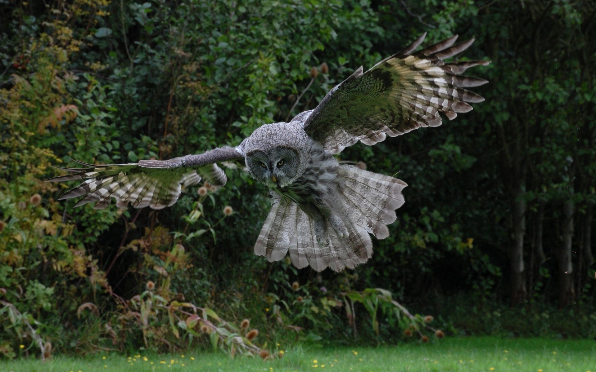 animali natura uccello rapace animale selvaggio fauna selvatica piuma albero aquila erba ala predatore parco preda