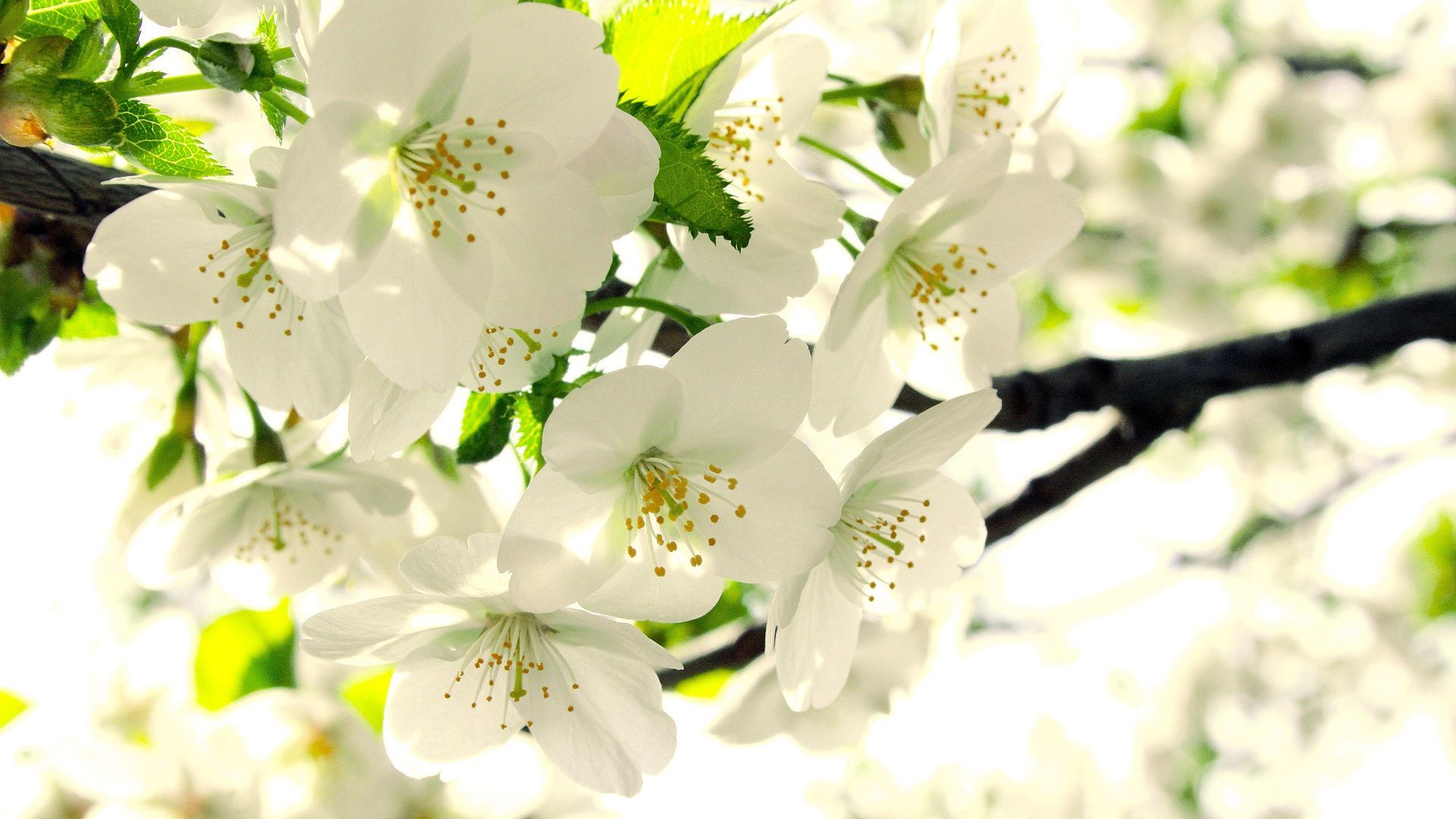 the flowers on the trees nature flower leaf branch flora summer floral bright garden blooming cherry growth outdoors tree bud easter fair weather