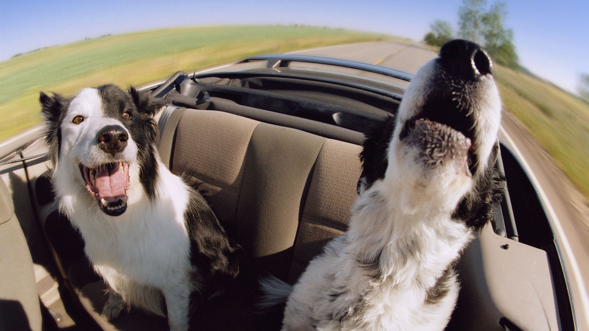 perros perro mamífero retrato perro al aire libre lindo viendo solo mascota animal amistad coche divertido