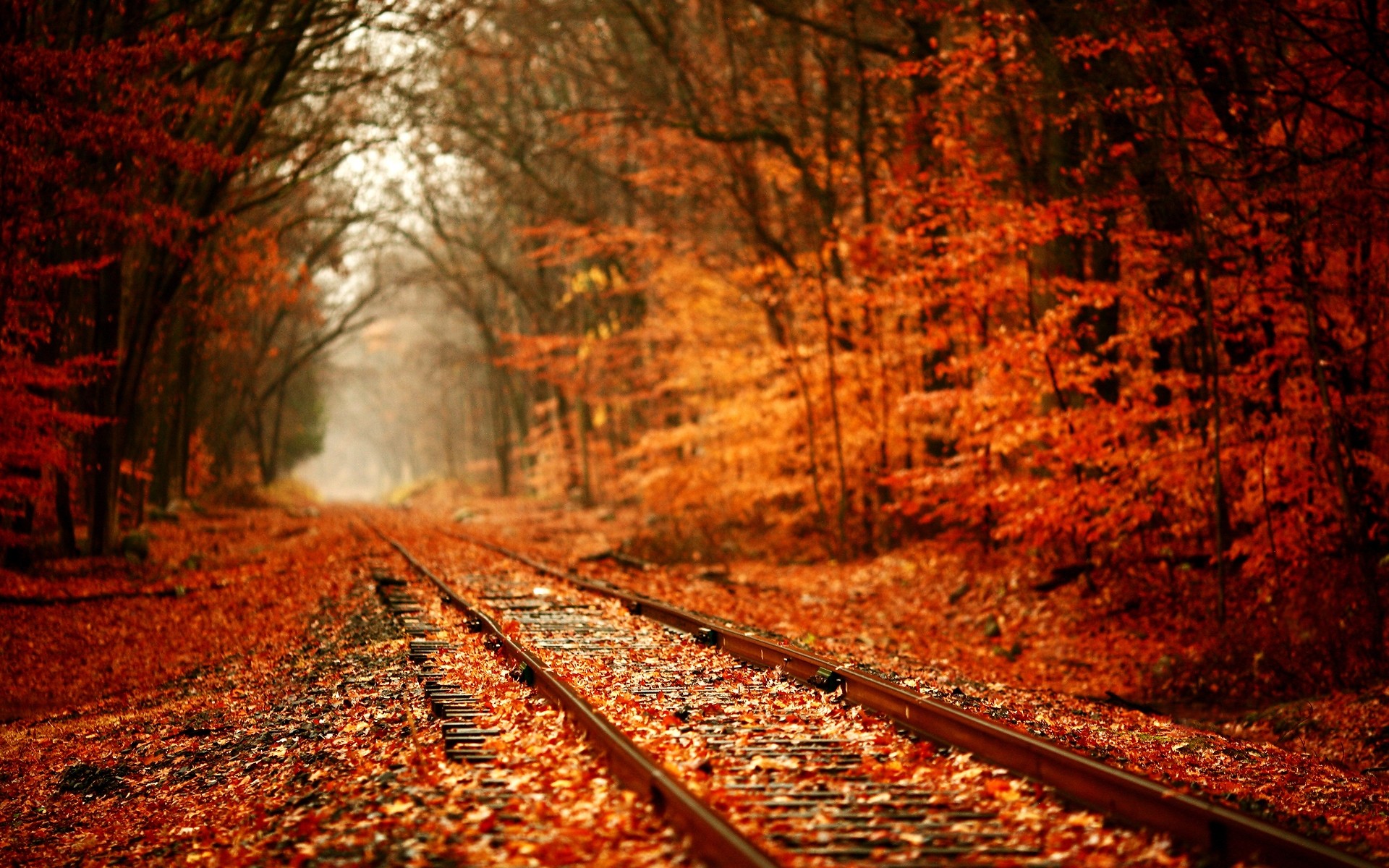 otoño otoño madera guía árbol hoja luz carretera viajes paisaje al aire libre color naturaleza bosque ferrocarril