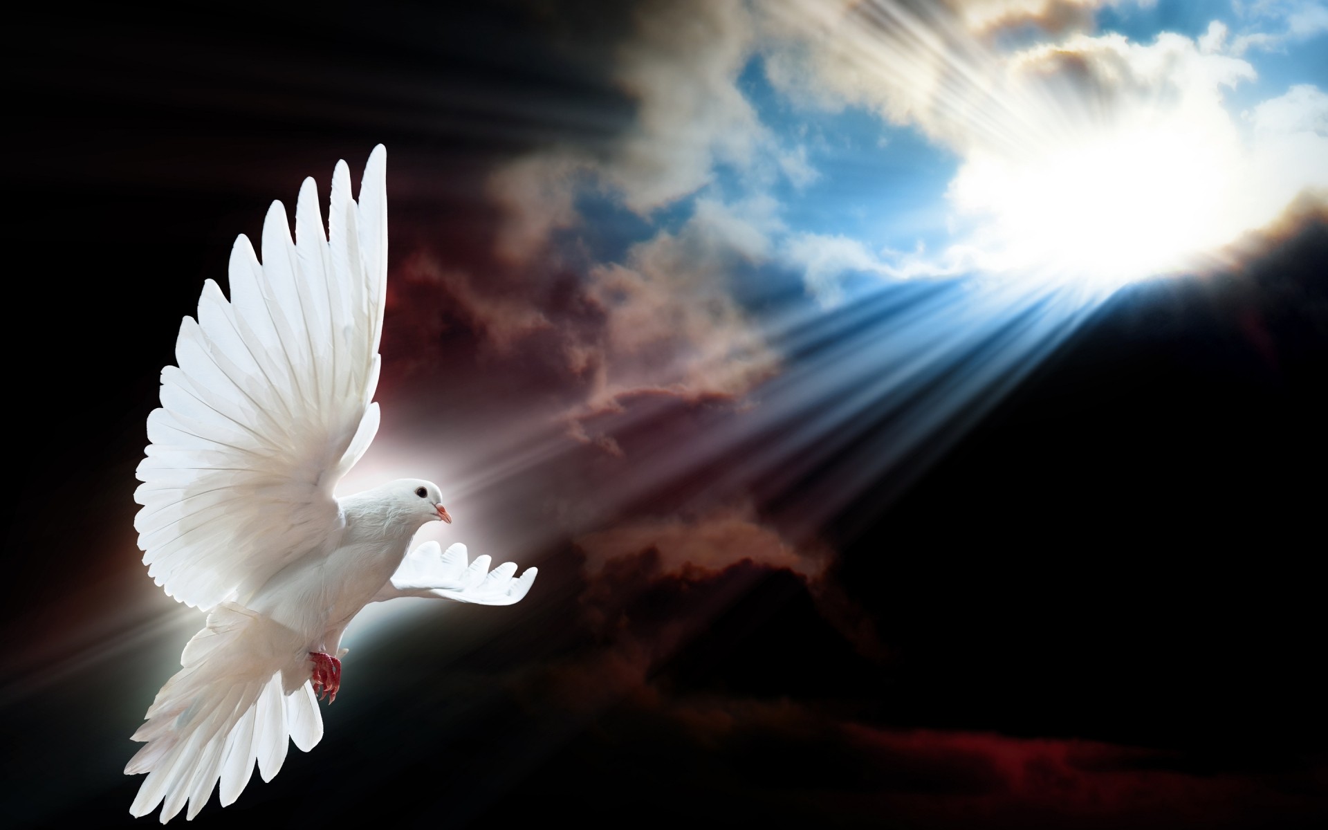 dove blur bird sky nature light flight heaven pigeon sun clouds background