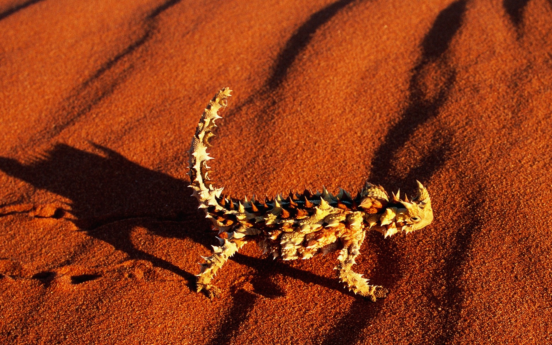 reptilien und frösche sand natur gazoo eine tierwelt eidechse wüste im freien