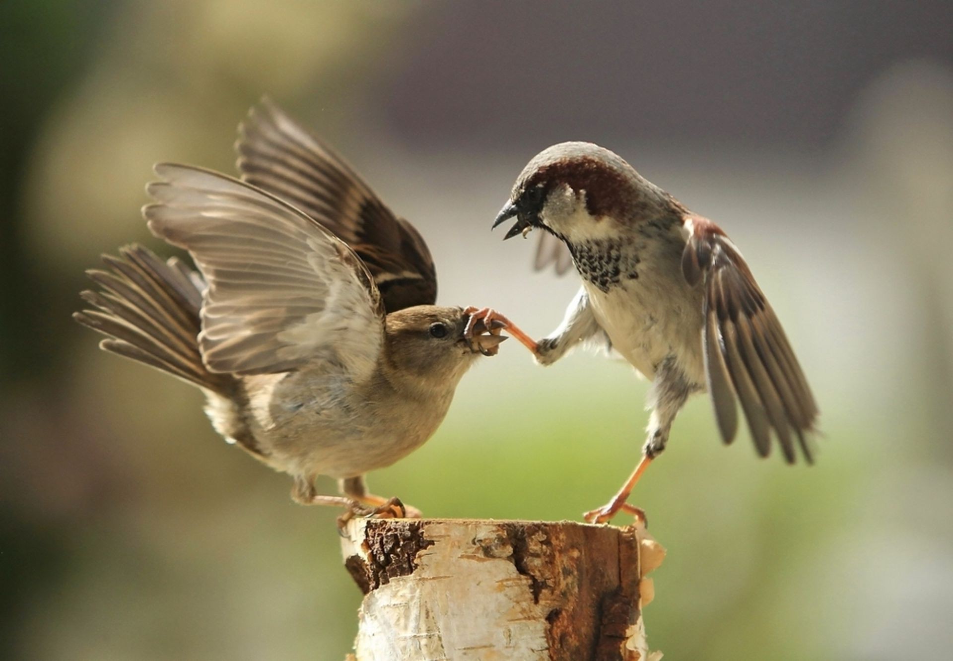 animals bird wildlife nature animal avian outdoors wild beak songbird sparrow birdwatching little feather wing ornithology fly flight one