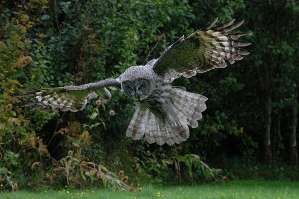 Hibou en vol au-dessus de la clairière