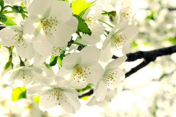 Fleur de cerisier sur une brindille