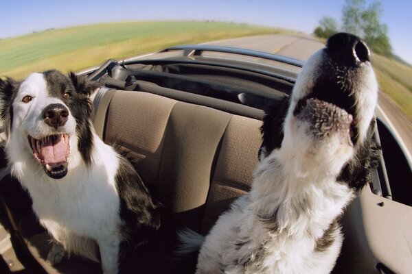 Voyage dans le cabriolet de deux meilleurs amis