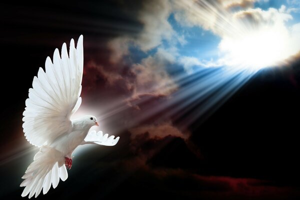 A white dove flying towards the bright sun