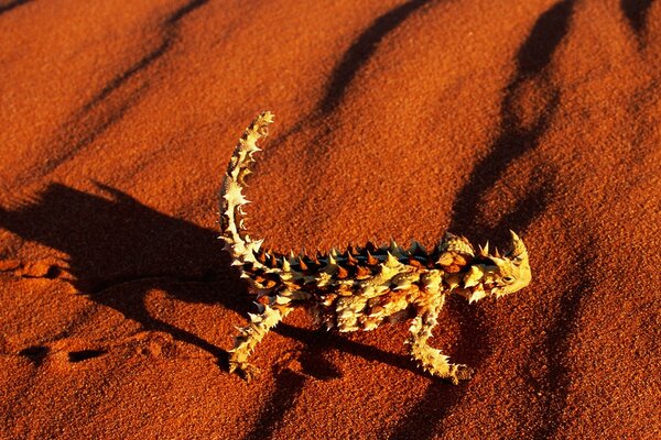 Lagarto espinoso corriendo por la arena roja