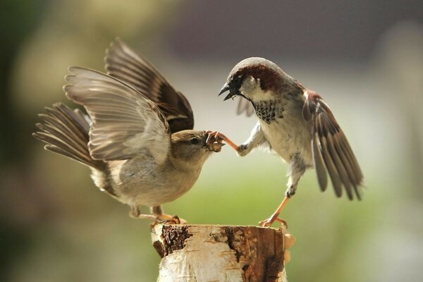 Bird fights in the wild