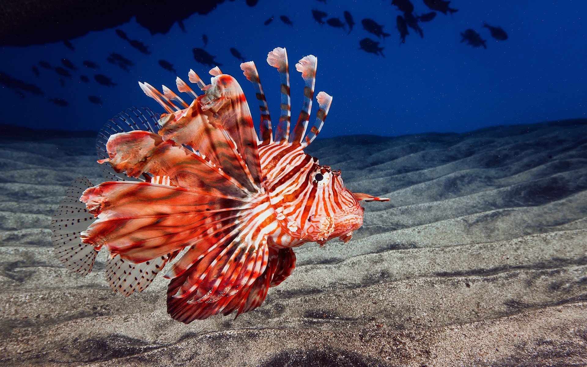 zwierzęta morskie morze ocean tropikalna natura podwodna woda egzotyczne ryby na zewnątrz kolor ryby głębinowe tło pulpitu