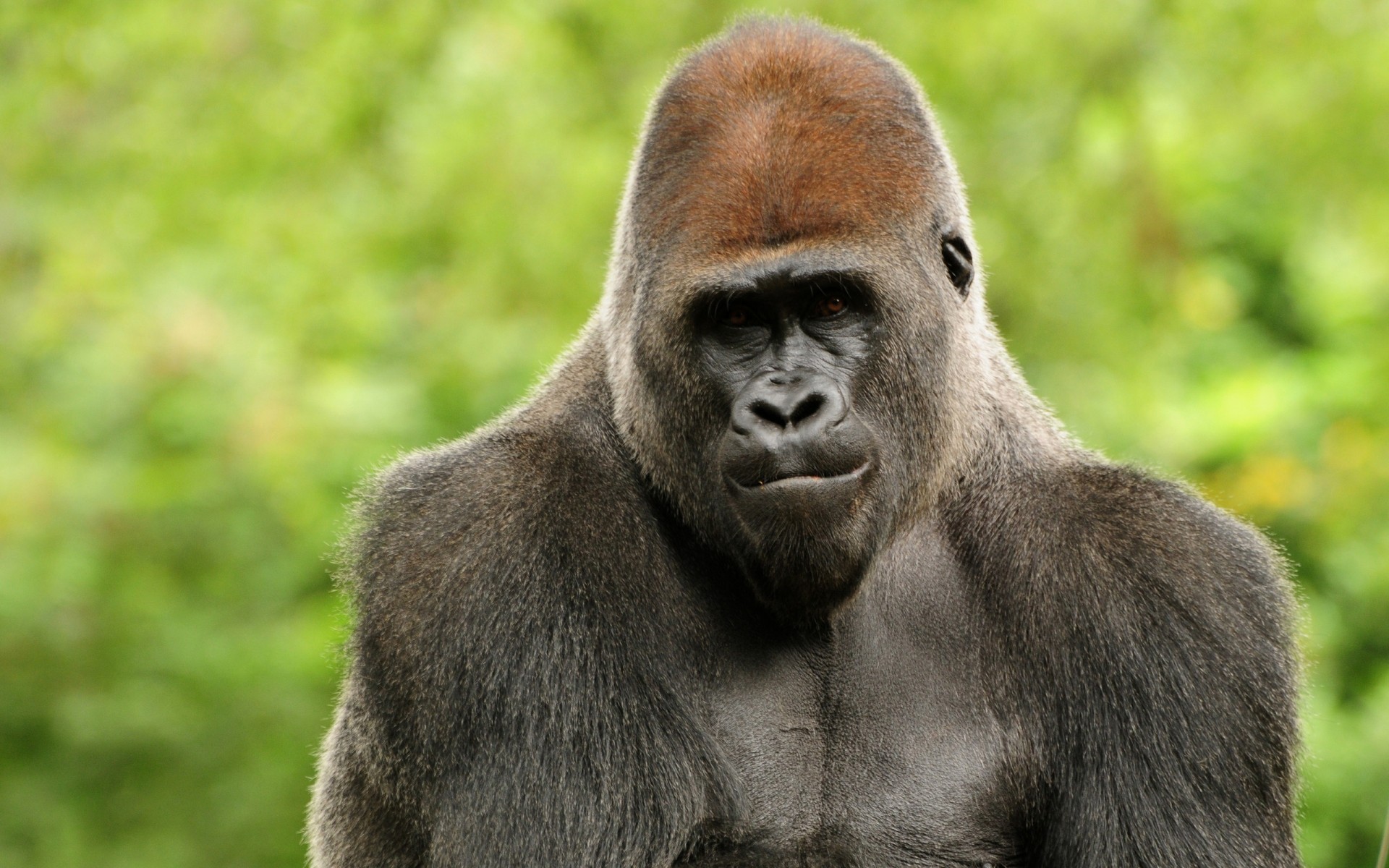 tiere säugetier tierwelt vorsteher affe krümmen porträt tier zoo wild gorilla