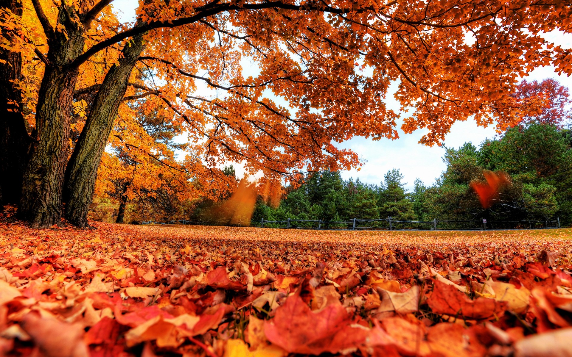 otoño otoño árbol hoja al aire libre paisaje parque naturaleza arce escénico madera temporada oro medio ambiente color amanecer buen tiempo bosque