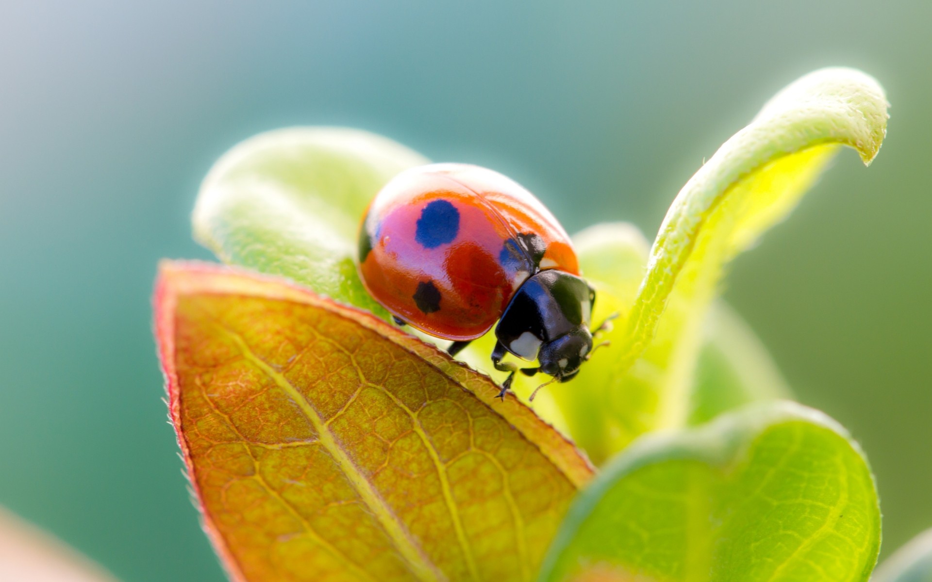 owady biedronka natura liść owad biologia chrząszcz lato flora ogród jasny mały kolor wzrost tiny zbliżenie