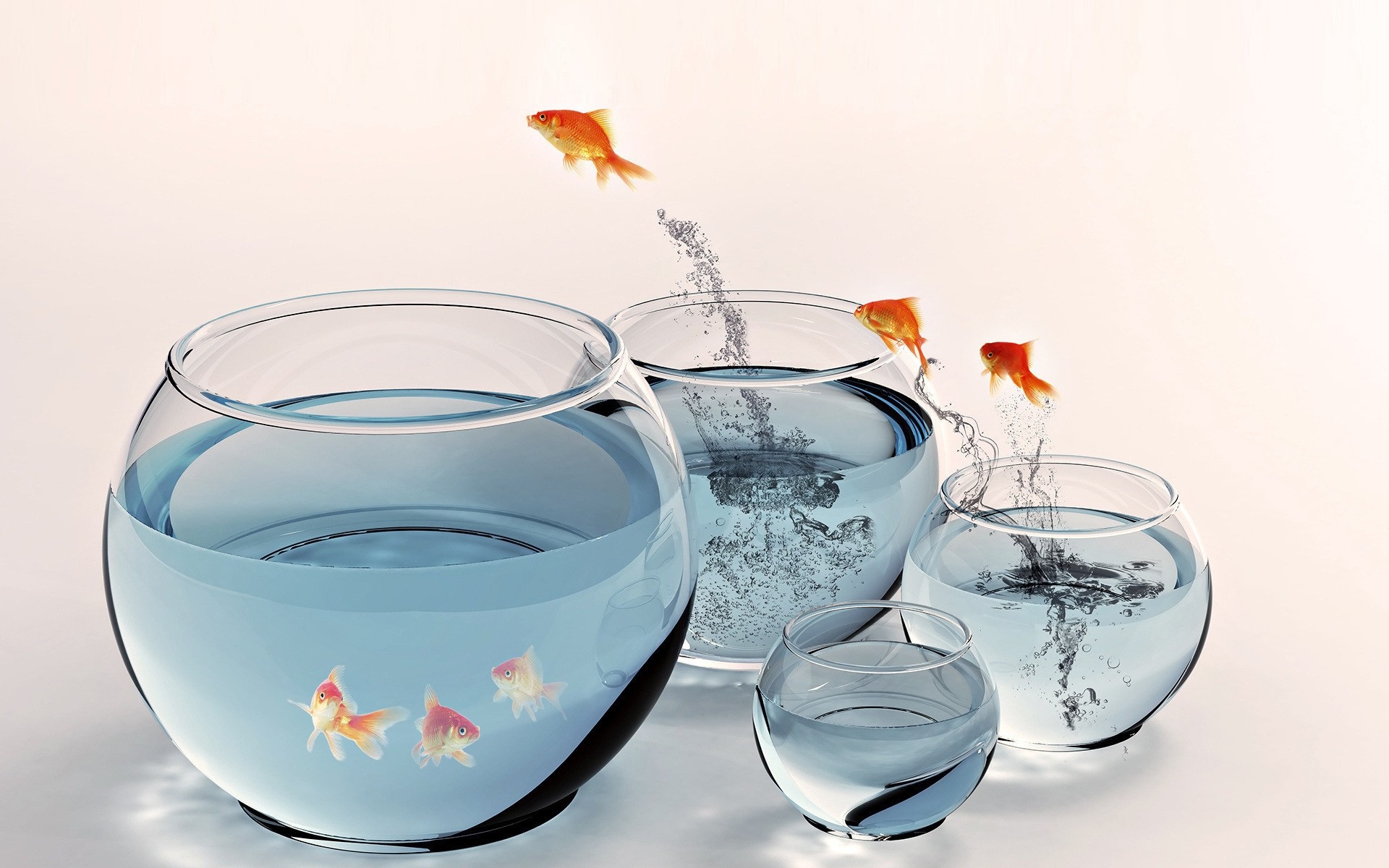 amphibians glass drink water desktop liquid tableware hi res art bowl background