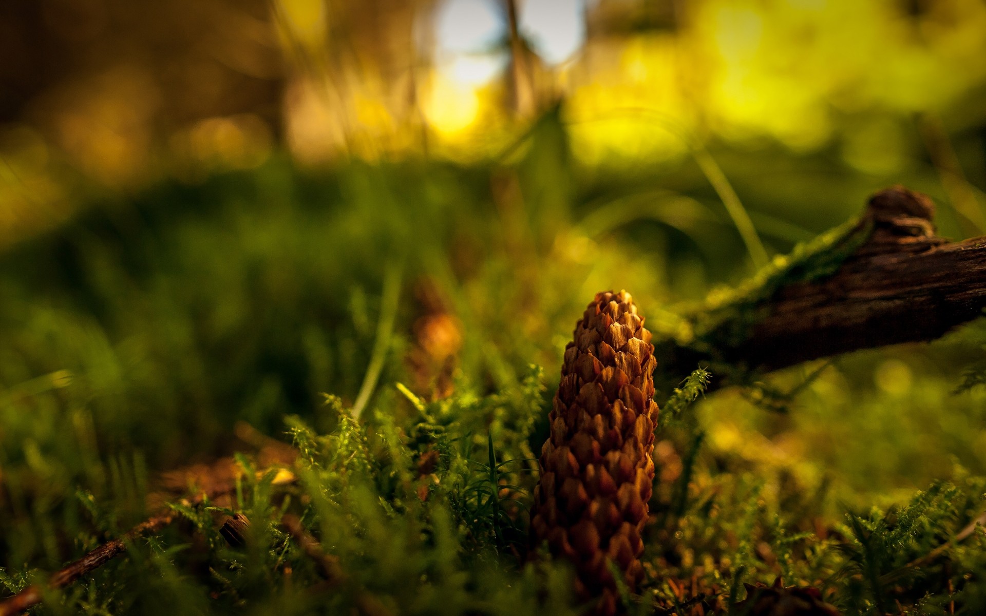 plants nature outdoors blur leaf wood tree fall grass flora growth fair weather