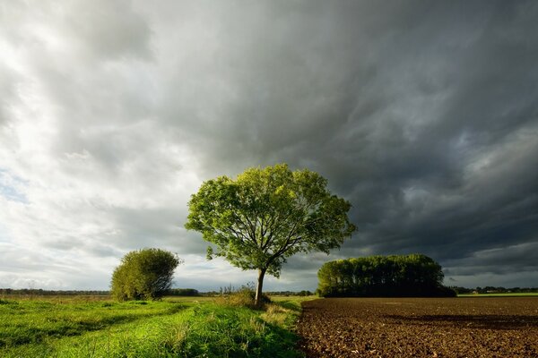 Ein einsamer Baum, der das Feld von den Landplantagen trennt