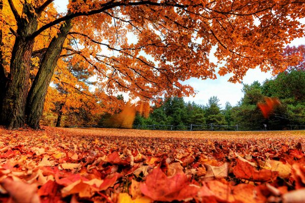 Herbstliche Waldansicht von unten