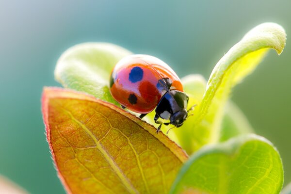 Coccinelle sur les feuilles sur fond vert