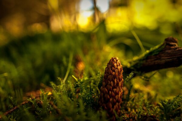 Plantas e cones ao ar livre