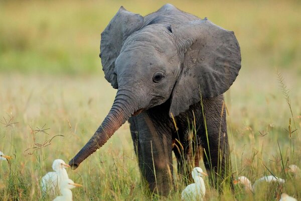 Netter Elefant im Gras mit Vögeln