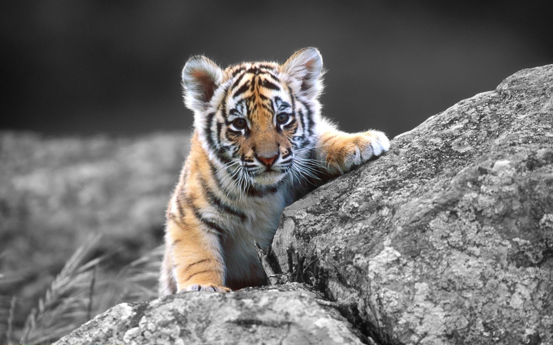 tigers wildlife nature wild animal predator mammal cat carnivore