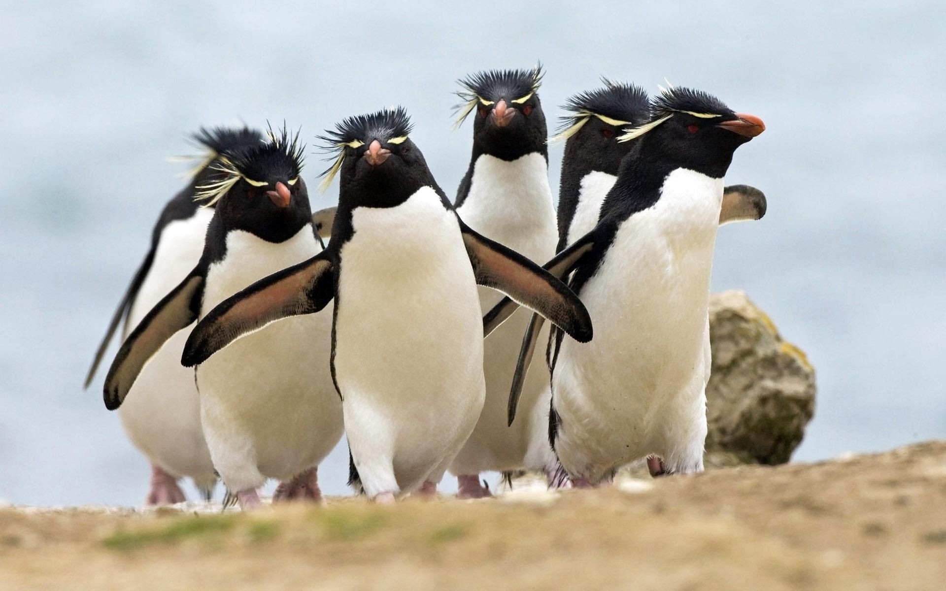 animaux faune oiseau animal mammifère nature sauvage à l extérieur un givré pingouins dames