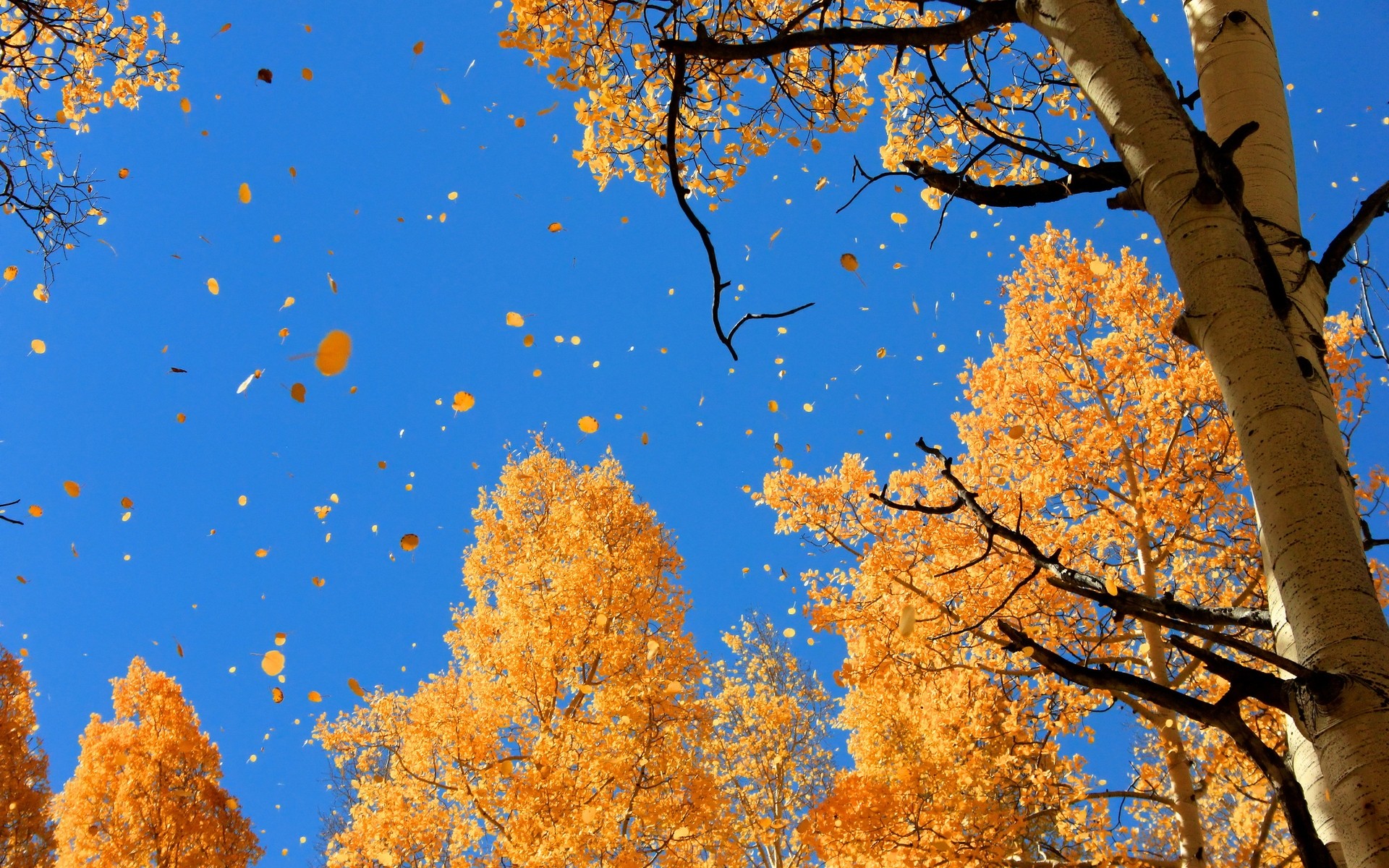 autunno autunno albero foglia legno stagione ramo natura paesaggio acero luminoso bel tempo scenico colore all aperto oro cielo foglie che cadono foglie che cadono sfondo