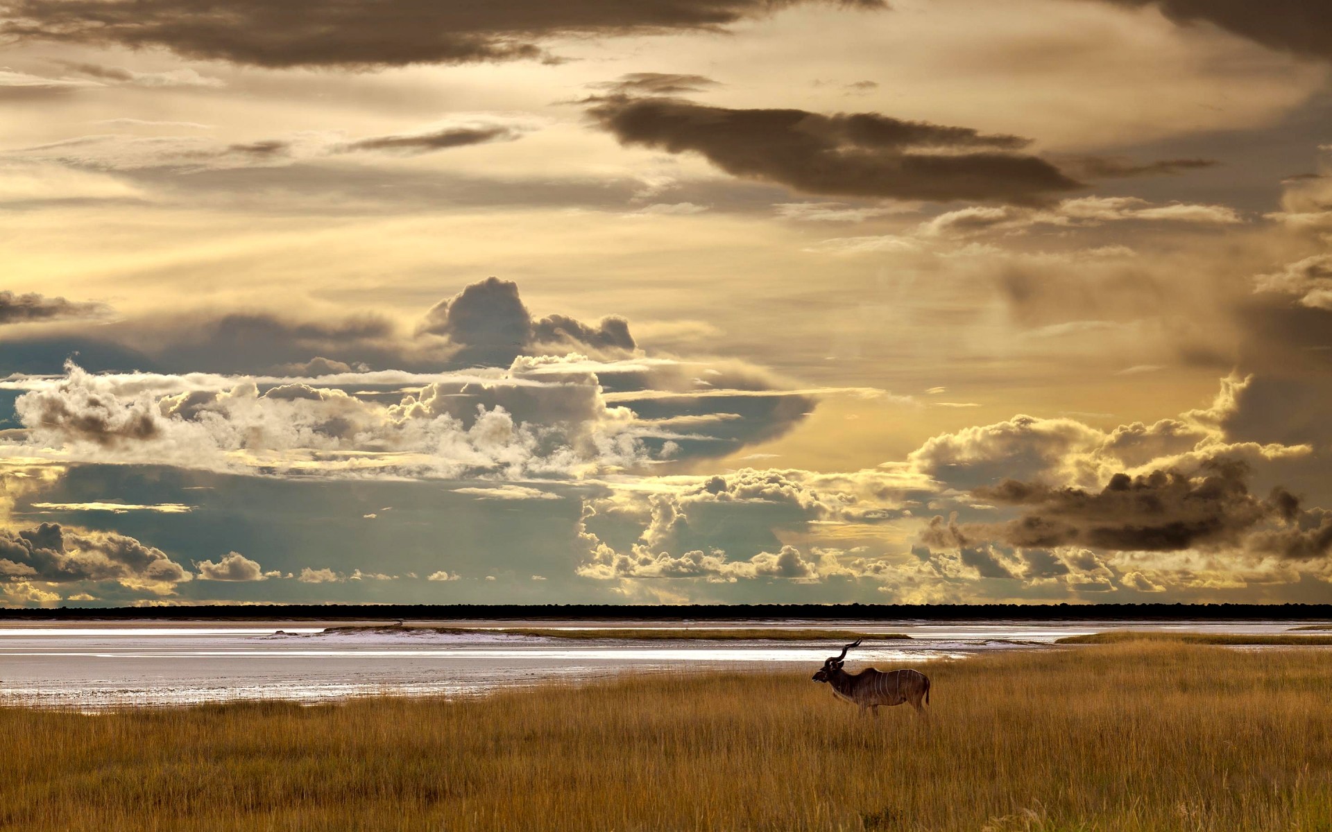 animaux coucher de soleil eau aube paysage ciel lac nature crépuscule soleil voyage mer à l extérieur plage soir antilope