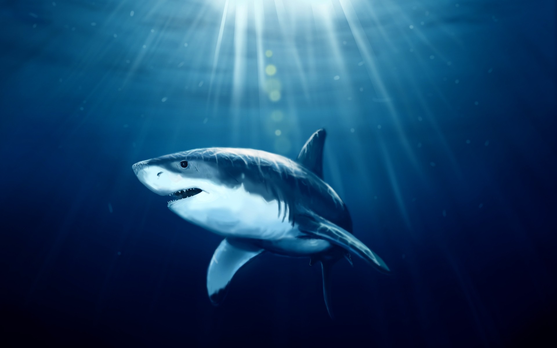 meerestiere unterwasser shark fische schwimmen wasser meer tierwelt ozean blau hintergrund