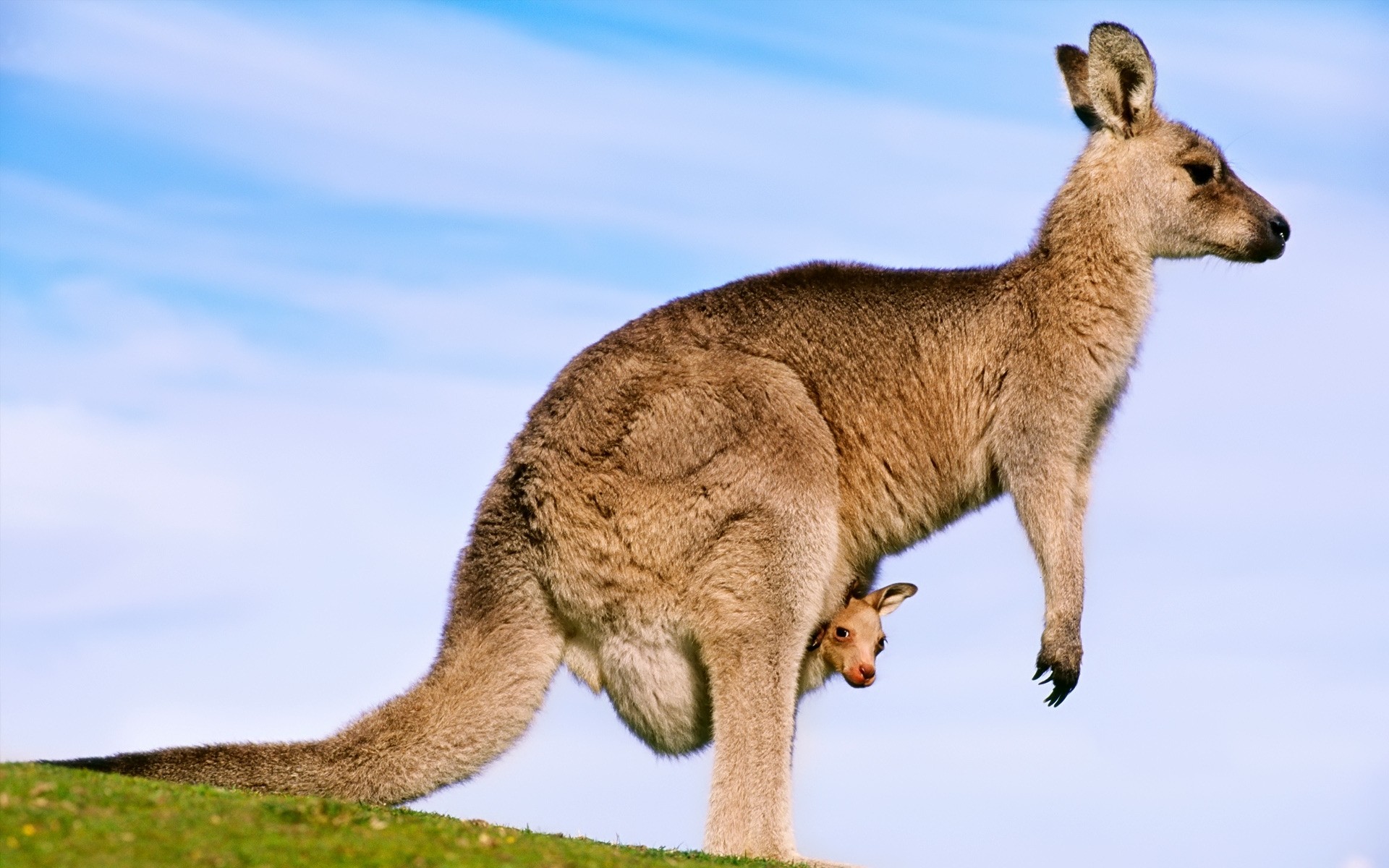 animais mamífero vida selvagem animal vista lateral ao ar livre marsupiais dois canguru retrato