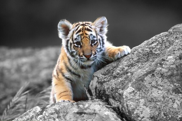 Piccolo cucciolo di tigre sulle rocce