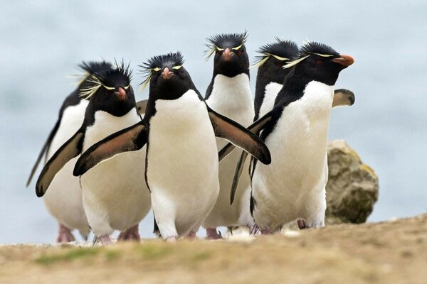 Viele Pinguine laufen in weißer und schwarzer Farbe