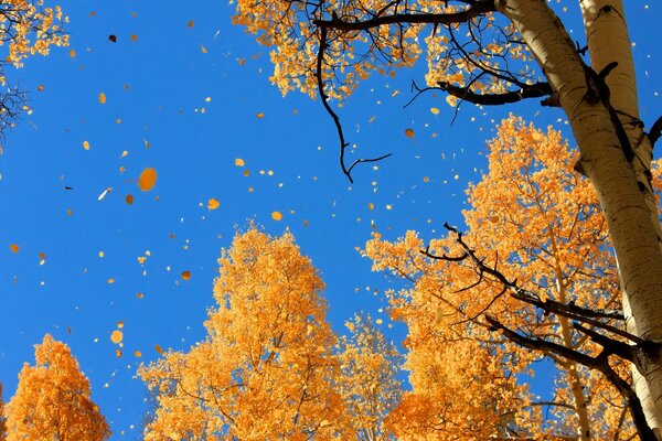 Herbstlaub wirbelt über dem Kopf