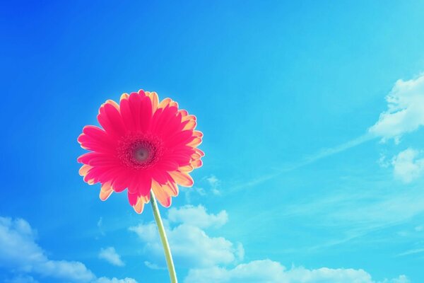 A flower is like the sun in a blue sky