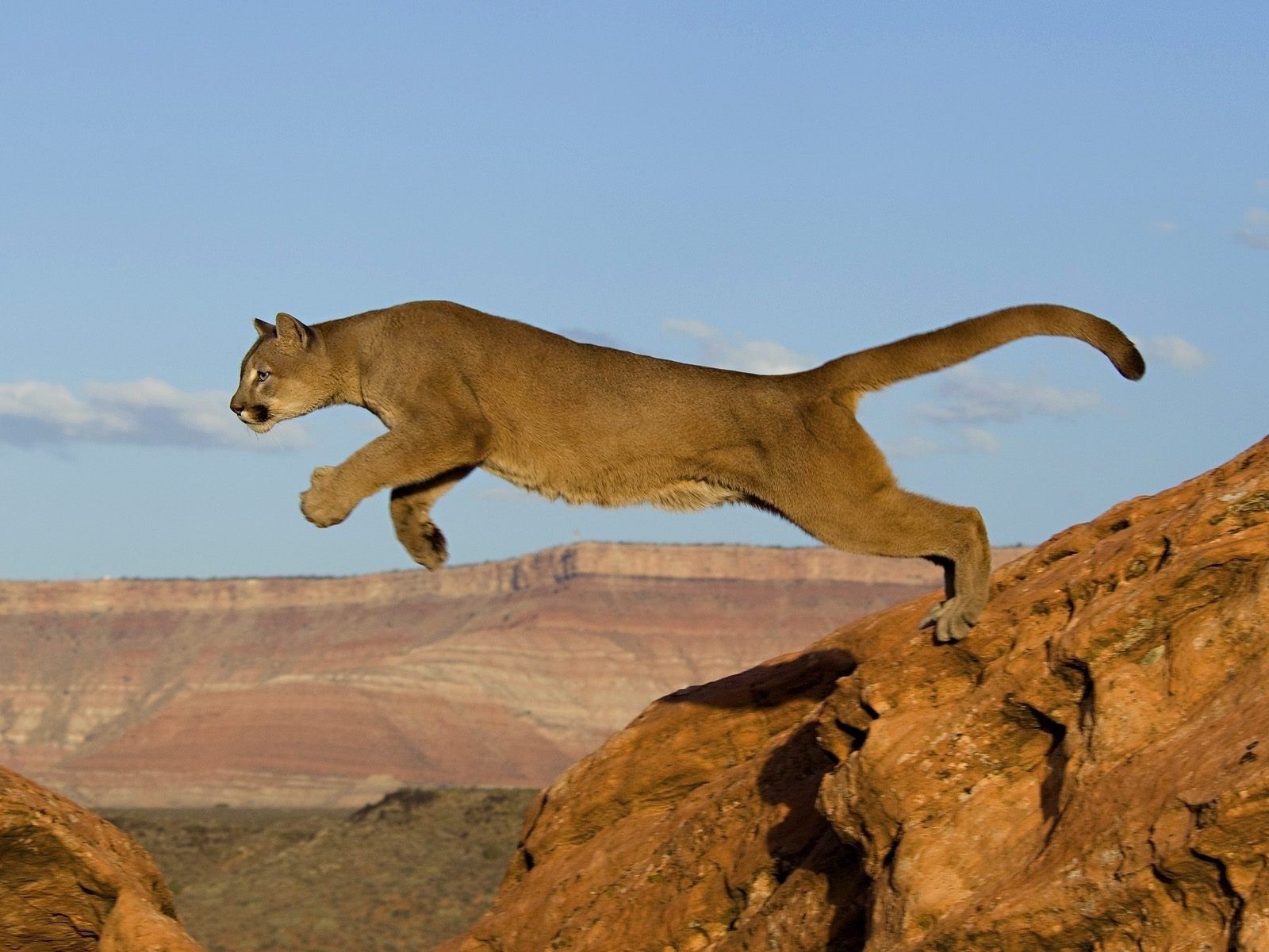 tiere säugetier löwe reisen tierwelt himmel katze im freien rock