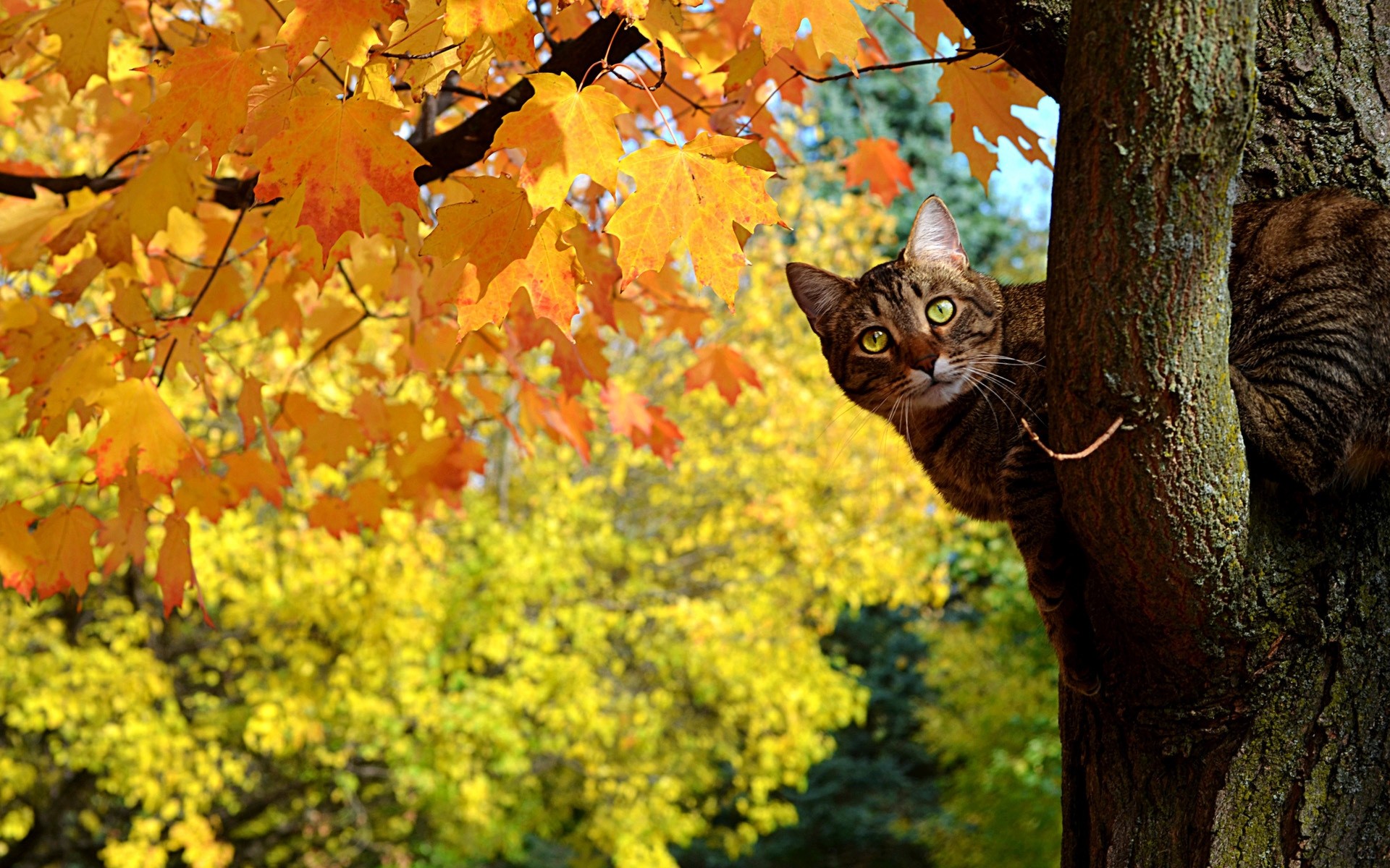 cats fall tree leaf nature season maple outdoors park color flora wood garden bright branch leaves background funny