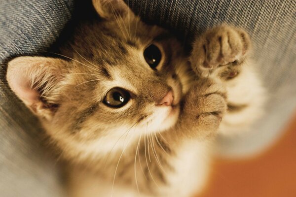 Cute kitten with fluffy paws