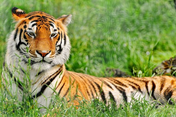 A graceful tiger lies in the grass