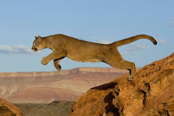 Le moment du saut de la lionne d une falaise