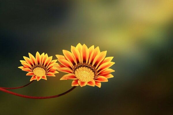 Two orange flowers close up